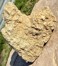 LOVELY* Natural Heart Shaped Fossilferous Limestone~Perfect Heart 💜 Shape Rock picture