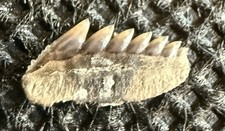 Rare 0.3” Hexanchus agassizi Fossil Shark Tooth – Isle of Sheppey, Kent, UK picture