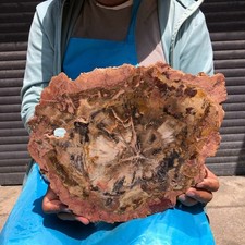 4.59LB Natural Petrified Wood Crystal Fossil Slice Crystal Specimen Healing 6408 picture