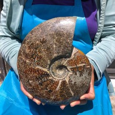 4.75 LB Natural Ammonite Fossil Specimen Home Table Decor Healing Stone 6822 picture