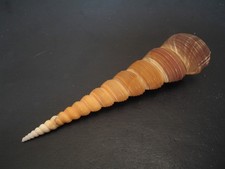 Amazing Form...TURRITELLA TEREBRA~116.6mm~Philippines SEASHELL picture