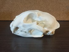 Real Large Eurasian Lynx Skull Taxidermy Natural Bone Specimen Lynx Lynx 15.5cm picture