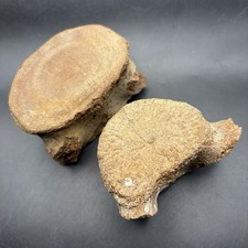 Pair Of MEGALODON ERA Cetacean Vertebrae Fossil Bones SWFL picture