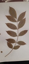 3 pressed leaves from 1970's picture