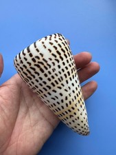 110.7mm | Conus litteratus |Nice size | Nice shell| Polished lip picture