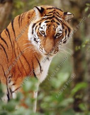 Bengal Tiger 8x10 Nature Photo Magnificent  Various Sizes Available picture