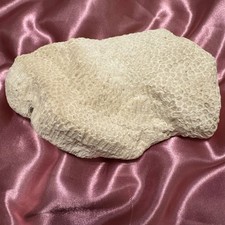 Natural White Coral Specimen 7x 4” Gorgeous solid lobe.   picture