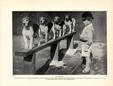 1930s Antique Beagle Dog Print Radlett Kennels Beagles Dog Print 7100m picture
