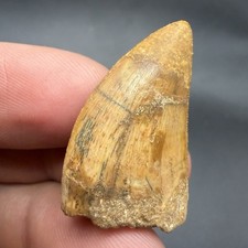 Real Fossil Dinosaur Tooth 1.30” Charcharodontosaurus T Rex Relative (restored) picture