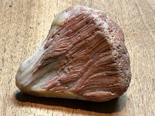 Awesome OOAK Rare Petrified Wood ' Flesh & Bone ' Peeler Lake Superior Agate picture