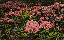 Rhododendron & Laurel Rock City Gardens Lookout Mt 1939 Vintage Postcard TP12-10 picture