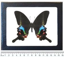 Papilio krishna blue green pink swallowtail butterfly Vietnam framed picture