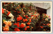 c1940s Butchart Gardens Begonias Victoria BC Canada Postcard picture