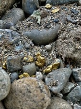 Yuba River Gold Unsearched Paydirt  Plus Added Gold Straight from the River rich picture