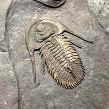 Rare Fallotaspis cf. bondoni Trilobite Fossil – Exceptional Specimen ✅ picture