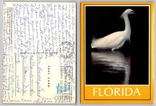 Florida Snowy Egret Bird Postcard 1987 Everglades Wildlife Nature Scene picture