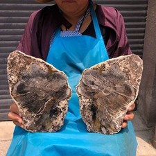 2pcs 6.57LB  Natural Petrified Wood Crystal Fossil Slice Shape Specimen Healing picture