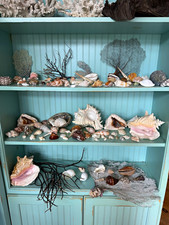 Estate Shell Collection – An exceptional estate collection of collectible shells picture
