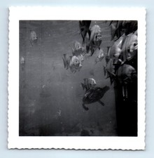 Old Vintage Square Photo ABSTRACT AQUARIUM SCHOOL OF FISH ORIGINAL PHOTOGRAPH picture