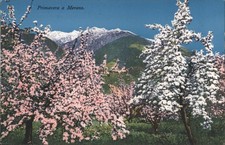 Merano, Italy Primavera Merano-Spring Blossoms & Mountains Chrome Postcard picture