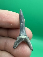 Sandtiger Shark Tooth Fossil 1.43” Venice Florida picture