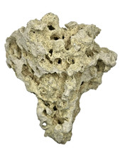 Medium Unidentified Fossil Specimen | RARE 3D Soft-Body Geometry | SEE VIDEO picture