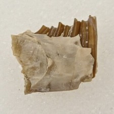 Palaeolagus Jaw Fossil - Rabbit - White River Group - Brule Fm. - Crawford, NE picture