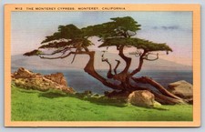 Vintage Postcard The Monterey Cypress California picture