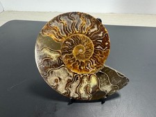 Polished Cut Ammonite Fossil Madagascar Cleoniceras Calcite Geode Slab 11 Oz picture