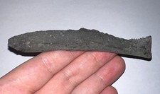 GEM HUGE Super Rare Fossil EDESTUS SHARK TOOTH 4.16 INCHES Pre Dinosaur Era picture