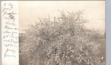 ROSE TREE? kingfield me real photo postcard rppc maine flower plant beauty picture