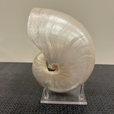 Vintage Large Pearlized Chambered Nautilus Seashell 8” x 6