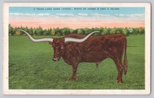 Vintage 1934 E. C. Kropp Texas Longhorn Steer Postcard Deming New Mexico picture