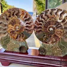 3.46LB  1pair of Natural conch slice polished Fossil Madagasca picture