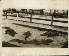 1928 Press Photo Alligators at Seminole Indian camp in Florida picture