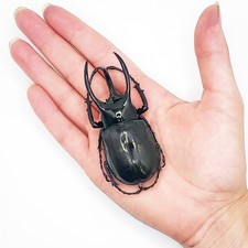 Chalcosoma atlas beetle UNMOUNTED/PACKAGED picture