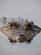Crocodile Eyes Water Surface Close Up Wildlife Photo Print - AI Generated picture