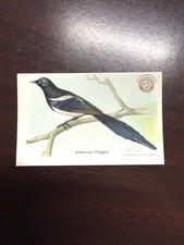 Church & Dwight Useful Birds of America Third Series #6 American Magpie picture