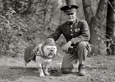 First Marine Corps Mascot Dog PHOTO Sgt Major Jiggs, Bulldog USMC WWI 1925 picture