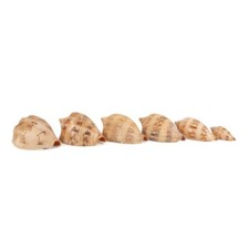 6 LARGE VOLUTE SHELLS, 88 - 211MM, OR CHOICE?? picture