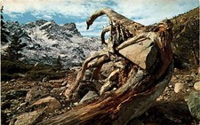 SIERRA BUTTES, SIERRA CITY, CHILOOT Campgrounds, WASHINGTON Postcard picture