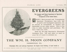 1903 Wm H Moon Evergreens Catalog Offer Morrisville Pennsylvania Ad FL2 picture