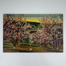 Vintage Blossom Time Sacramento Valley Scenic Linen Postcard picture