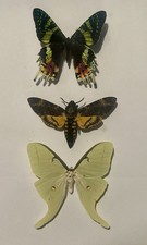 The BIG three (in my opinion). a. luna, a. atropos,      c. rhipheus mounted picture