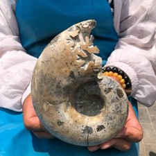 3.56LB Large Natural Beautiful Ammonite Fossil Conch Crystal Specimen Healing picture