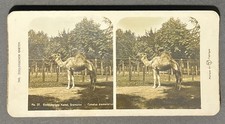Stereo photo view, Zoological Garden, Camel picture