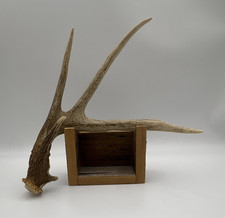 Very Cool Shaped Deer Antler Shed Outdoors Rustic Decor Cabin Man Cave picture
