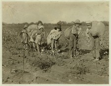 Photo:Bells Texas 1913 Cotton Picking Children Farm Labor Fields picture