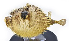 Real Large Dried Porcupine Fish (10-12