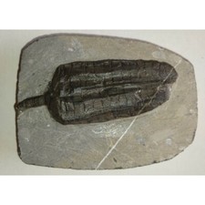EXTINCTION- Cupressocrinus CRINOID FOSSIL  - TOP QUALITY picture